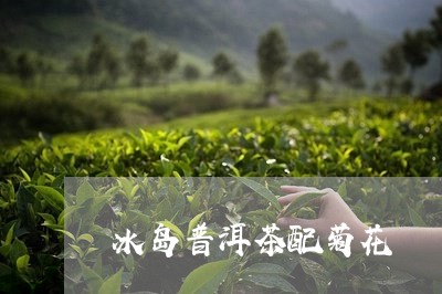 冰岛普洱茶配菊花/2023101608460