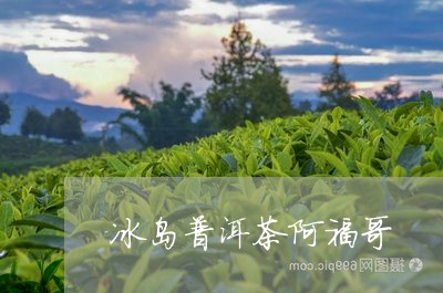 冰岛普洱茶阿福哥/2023081690481