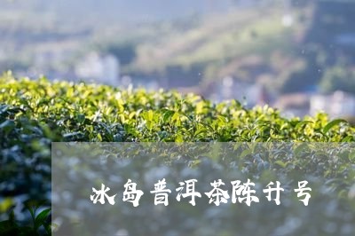 冰岛普洱茶陈升号/2023082869272