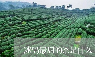 冰岛最甜的茶是什么/2023042649603