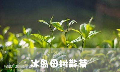 冰岛母树散茶/2023090716158