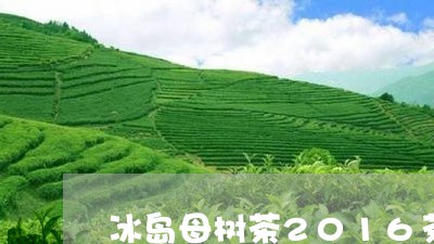 冰岛母树茶2016茶价格/2023051200805