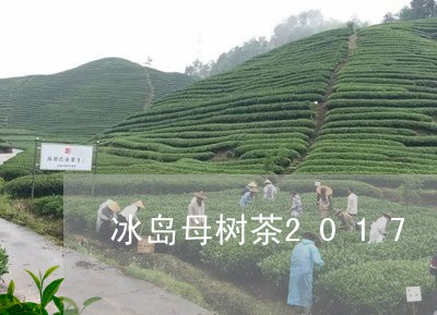 冰岛母树茶2017/2023092325959