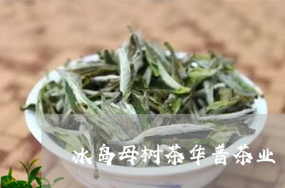 冰岛母树茶华普茶业/2023042696136