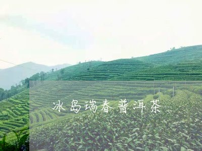 冰岛瑞春普洱茶/2023102674059