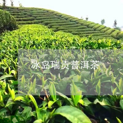 冰岛瑞贡普洱茶/2023082674904