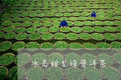 冰岛甜龙珠普洱茶/2023082880683