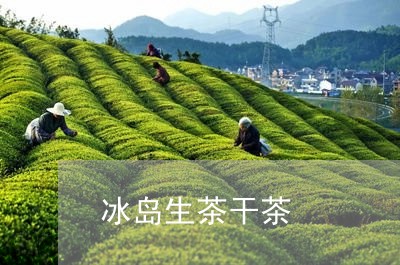 冰岛生茶干茶/2023090781837