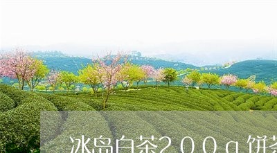 冰岛白茶200g饼茶/2023092712826