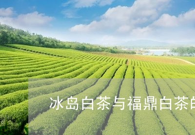 冰岛白茶与福鼎白茶的区别在哪儿/2023062893916