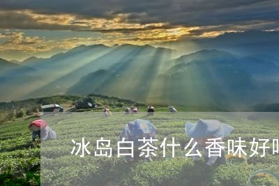 冰岛白茶什么香味好喝/2023082585146