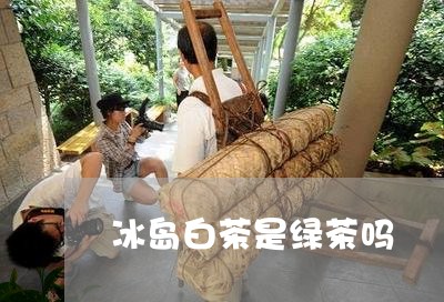 冰岛白茶是绿茶吗/2023061693724