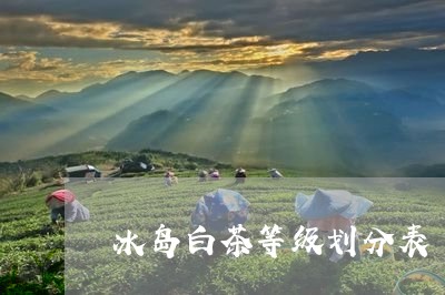 冰岛白茶等级划分表/2023071505146