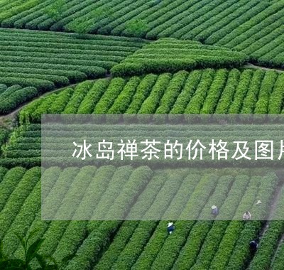 冰岛禅茶的价格及图片/2023092347379