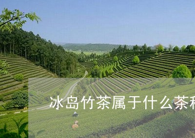 冰岛竹茶属于什么茶种/2023061232603