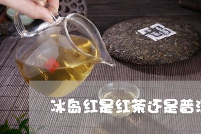 冰岛红是红茶还是普洱/2023092529371