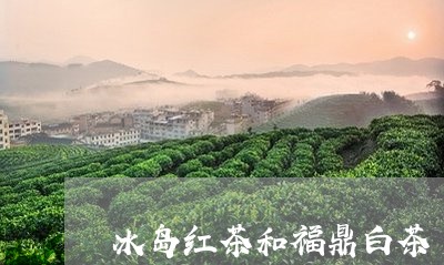 冰岛红茶和福鼎白茶/2023120346149