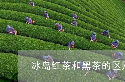 冰岛红茶和黑茶的区别/2023061281595