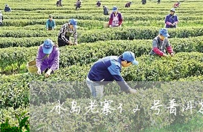 冰岛老寨32号普洱茶/2023120635936