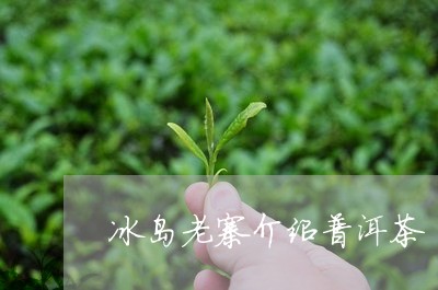 冰岛老寨介绍普洱茶/2023121546372