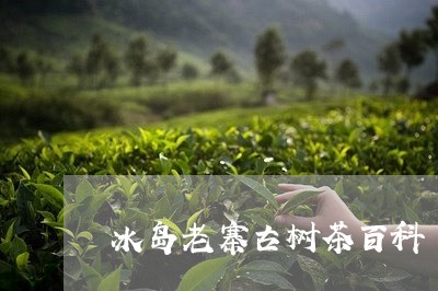 冰岛老寨古树茶百科/2023042668361