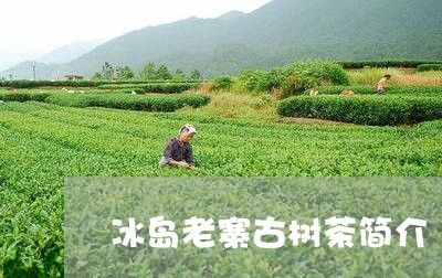 冰岛老寨古树茶简介/2023042617480