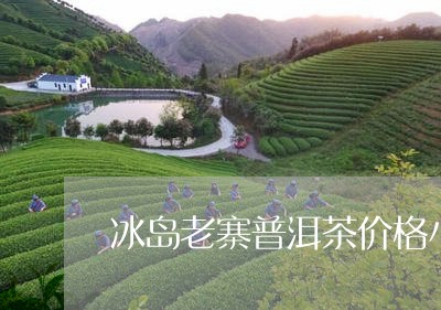 冰岛老寨普洱茶价格小罐茶/2023082864826