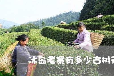 冰岛老寨有多少古树茶/2023092372258