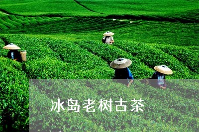 冰岛老树古茶/2023090713937