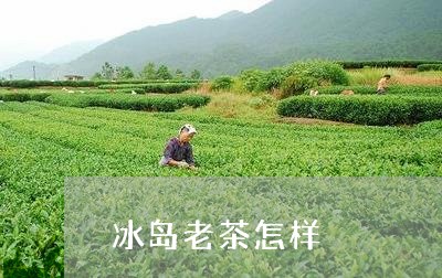 冰岛老茶怎样/2023090747059