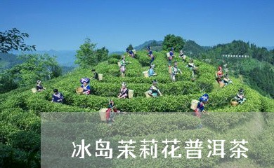 冰岛茉莉花普洱茶/2023120499572