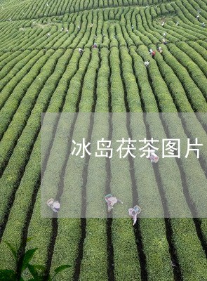 冰岛茯茶图片/2023090705258