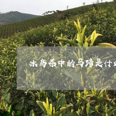 冰岛茶中的马蹄是什么/2023061279918