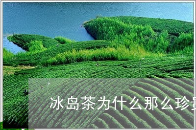 冰岛茶为什么那么珍贵/2023061136479