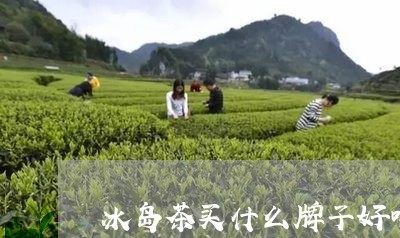 冰岛茶买什么牌子好喝/2023092258616