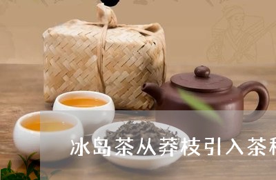 冰岛茶从莽枝引入茶种/2023092314958