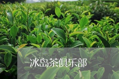 冰岛茶俱乐部/2023090723037