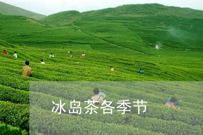 冰岛茶各季节/2023090795938