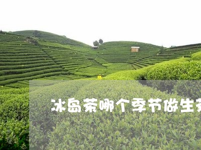 冰岛茶哪个季节做生茶/2023061256259