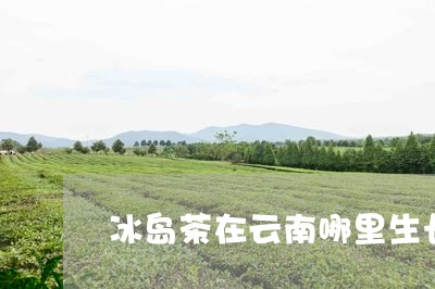 冰岛茶在云南哪里生长/2023061283848