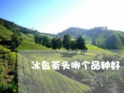 冰岛茶头哪个品种好/2023042676591