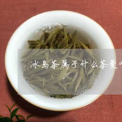 冰岛茶属于什么茶曼峨茶王秋茶价/2023060139503