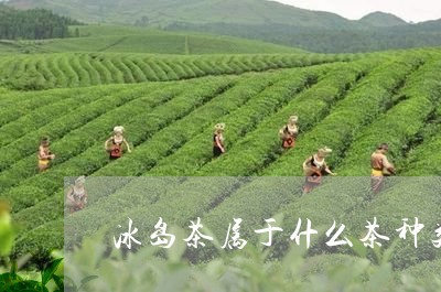 冰岛茶属于什么茶种类/2023092397392