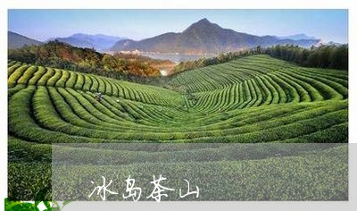 冰岛茶山/2023110813925