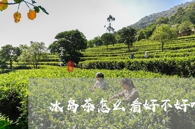 冰岛茶怎么看好不好喝/2023061151824