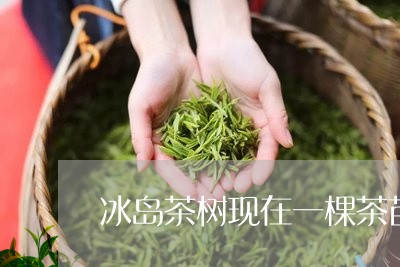 冰岛茶树现在一棵茶苗值多少钱/2023053114958