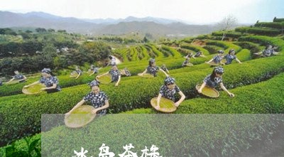 冰岛茶株/2023110894846