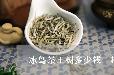 冰岛茶王树多少钱一棵/2023092310784