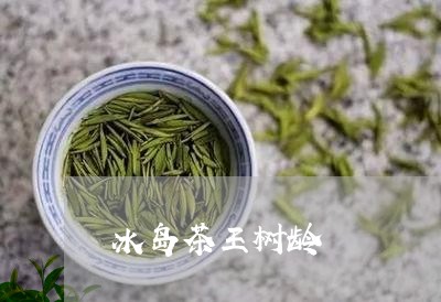 冰岛茶王树龄/2023090786160