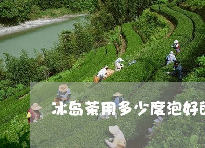 冰岛茶用多少度泡好的/2023061253813